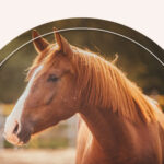 The Meaning of Seeing a Horse in a Dream