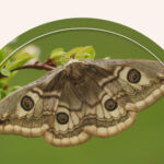 The Meaning of a Moth Sighting