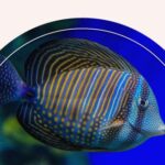 Animals With a Spiritually Connection To Pisces