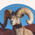 Animals With a Spiritual Connection to Aries
