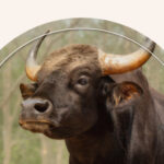 Animals That Are Spiritually Connected to Taurus