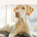 Can Dogs See Ghosts or Spirits?
