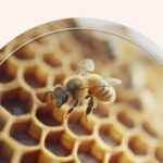 The Spiritual Meaning of Seeing a Beehive