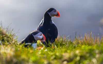 Puffins return after decades, offering hope for seabird revival on Isle of Muck