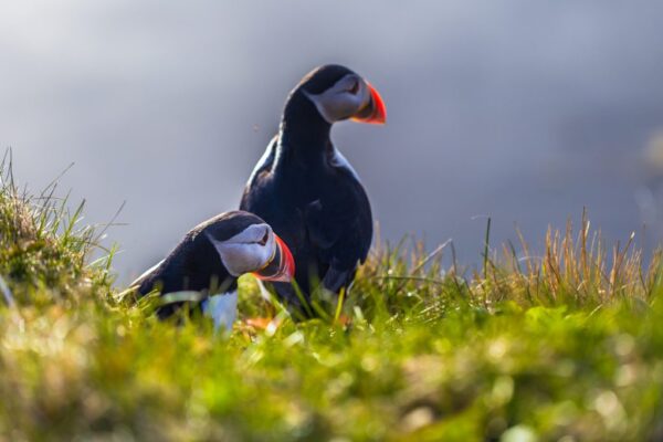 Puffins return after decades, offering hope for seabird revival on Isle of Muck