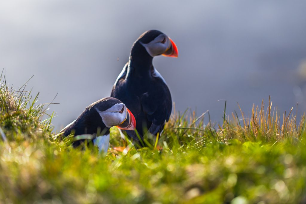 Puffins return after decades, offering hope for seabird revival on Isle of Muck