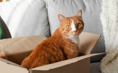 Why your cat is obsessed with boxes (and what evolution has to do with it)