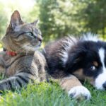 Canadian founders launch Furble to make pet prescriptions more accessible