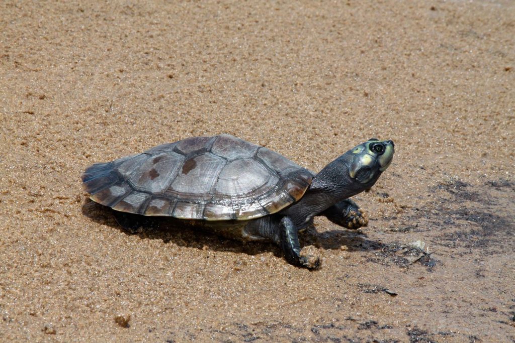 Drones reveal record-breaking turtle nesting site in the Amazon