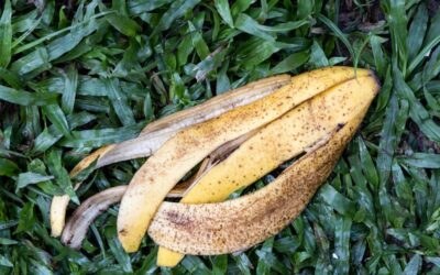 From compost to crops: banana peels show surprising power as eco-friendly fertilizer
