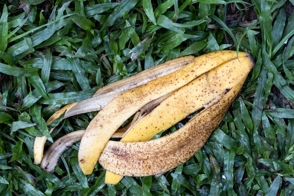 From compost to crops: banana peels show surprising power as eco-friendly fertilizer