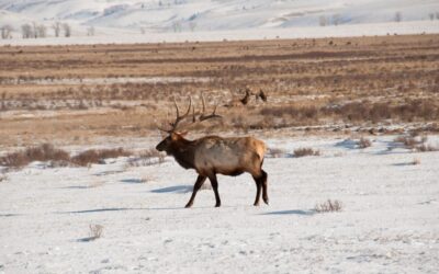 Elk win the right of way in Colorado thanks to a rancher’s bold conservation deal