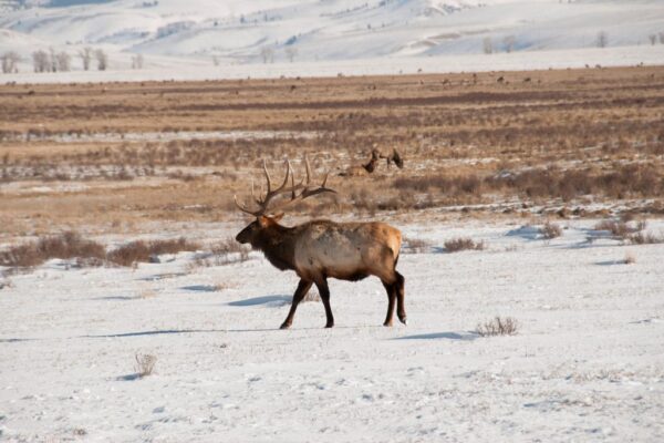 Elk win the right of way in Colorado thanks to a rancher’s bold conservation deal