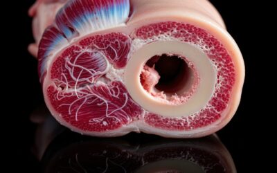 Scientists build first fully human bone marrow model to revolutionize blood disease research