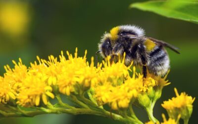 The surprising emotional life of bees: what bumblebees can teach us about contagious joy