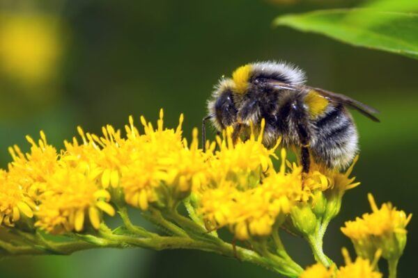 The surprising emotional life of bees: what bumblebees can teach us about contagious joy