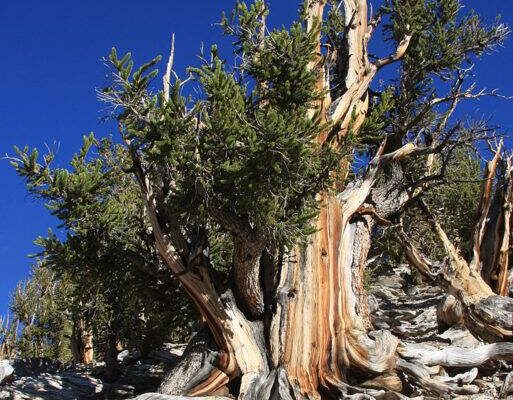 Our Sacred Planet Mother Earth in all of it’s Amazing Beauty and the Quote of the Day 7