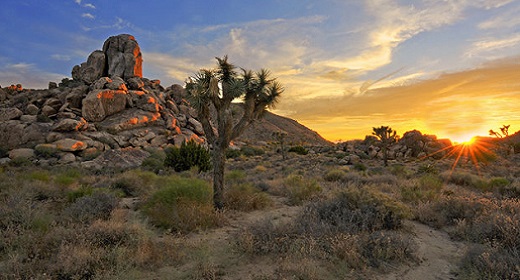 Joshua Tree National Park Is One Of The Most Beautiful Places In California