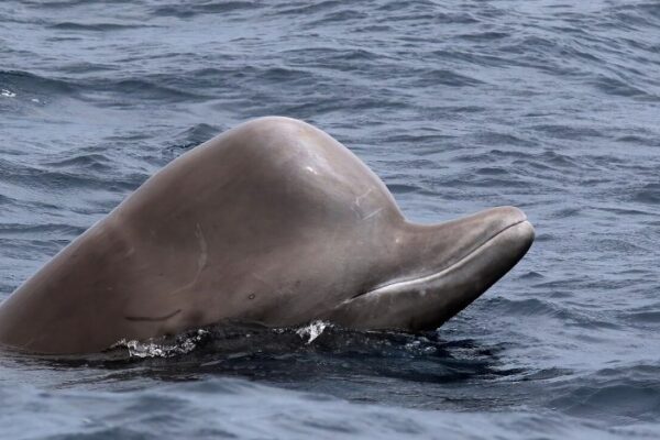 Decades of protection pay off as endangered whales make a rare comeback in Canada