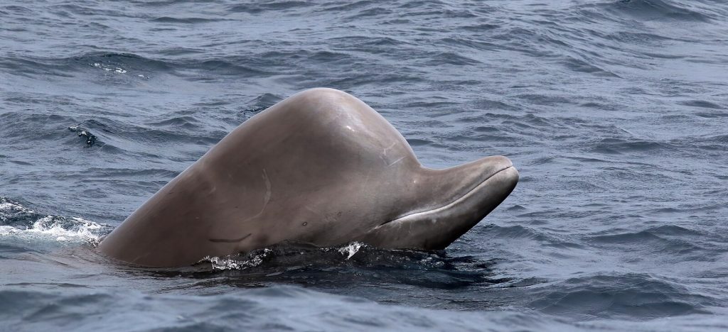 Decades of protection pay off as endangered whales make a rare comeback in Canada