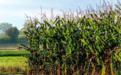 Ditch the Subsidies, Grow What Actually Works