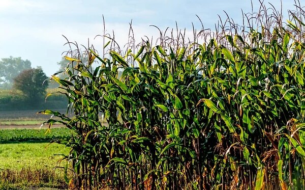 Ditch the Subsidies, Grow What Actually Works
