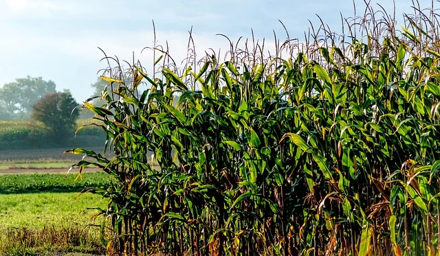 Ditch the Subsidies, Grow What Actually Works