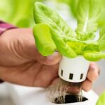 Hydroponics: How It Works, Benefits and Downsides, & How To Get Started iStock-1134349969