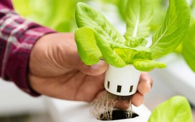 Hydroponics: How It Works, Benefits and Downsides, & How To Get Started