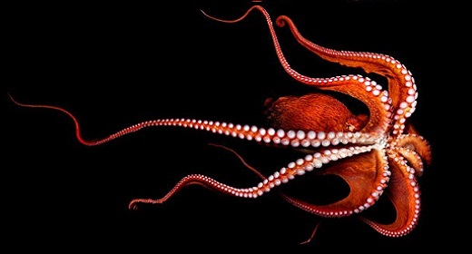 The Soul Of An Octopus: How One Of Earth’s Most Alien Creatures Illuminates The Wonders Of Consciousness