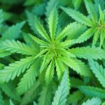 Green Rush Reloaded: Pot Stocks Soar On Trump Push For Rescheduling medicinal-marijuana-7203210_1920