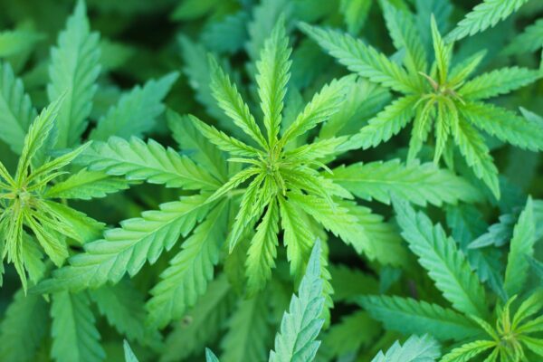Green Rush Reloaded: Pot Stocks Soar On Trump Push For Rescheduling