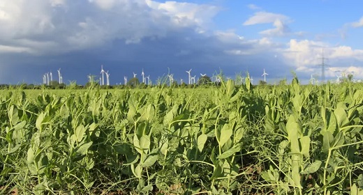 What Is Regenerative Agriculture?