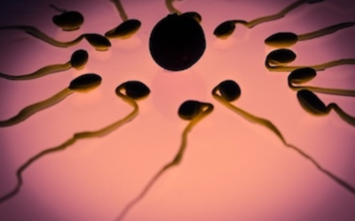 Rising Male Infertility A Catastrophe Waiting to Happen
