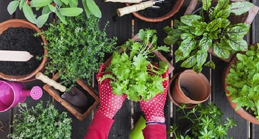 How To Start An Indoor Garden