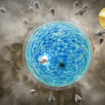 First hormone-free male birth control pill shown safe in early trial 10-8