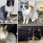 New cat color unlocked: ’salty liquorice’ sheds light on feline genetics 11-1