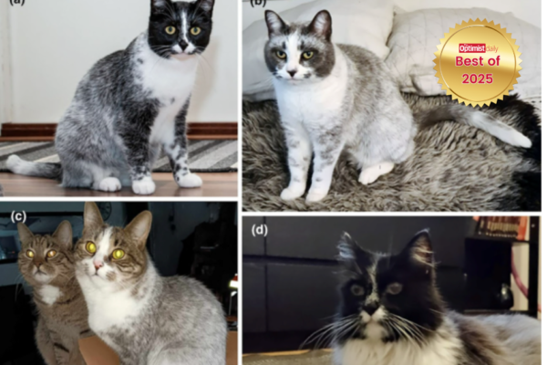 New cat color unlocked: ’salty liquorice’ sheds light on feline genetics