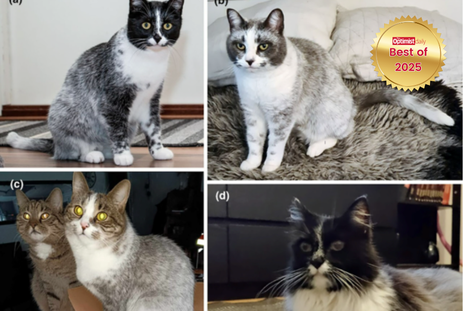New cat color unlocked: ’salty liquorice’ sheds light on feline genetics