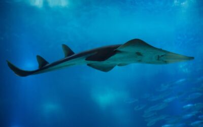 Global agreement boosts protection for 70 endangered shark and ray species