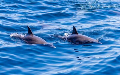 EU to reinstate Bay of Biscay fishing ban in 2026 after dolphin deaths decline