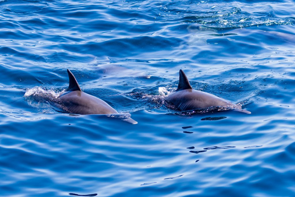 EU to reinstate Bay of Biscay fishing ban in 2026 after dolphin deaths decline
