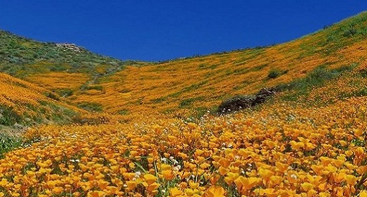 9 Magical Photos Of California’s Wildflower Super Bloom