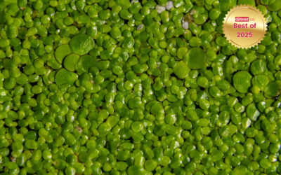 Water lentils: the sustainable superfood making its way to European tables