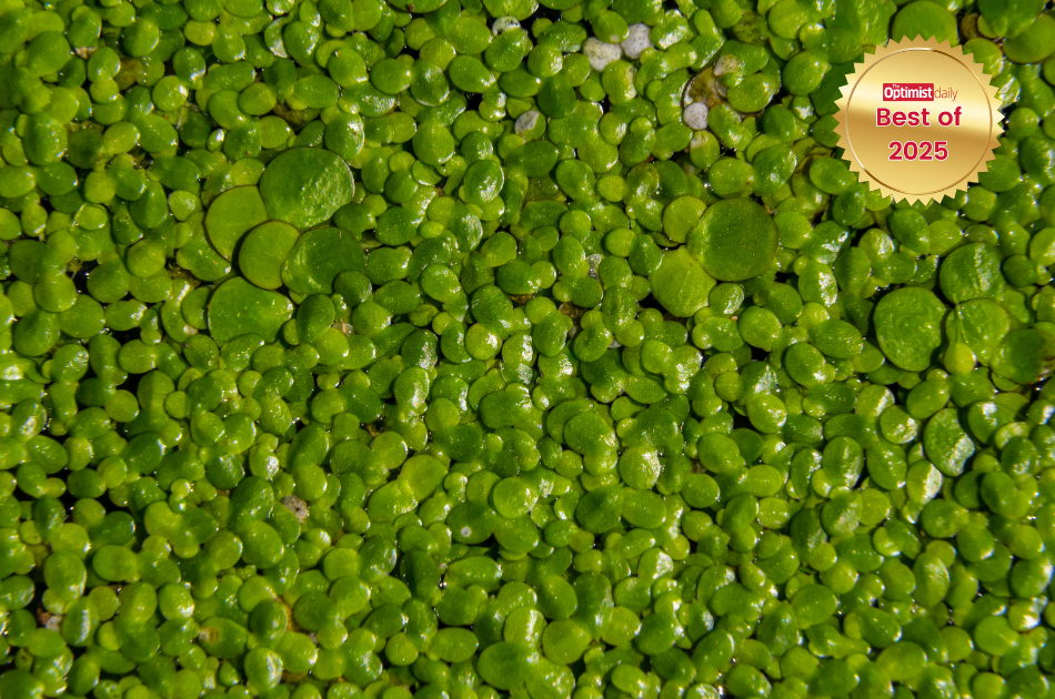 Water lentils: the sustainable superfood making its way to European tables