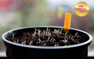 How to start seeds indoors for a thriving vegetable garden