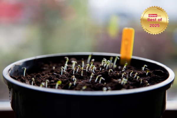 How to start seeds indoors for a thriving vegetable garden