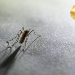 A microscopic upgrade with massive potential: scientists block malaria with a single gene edit 9-8