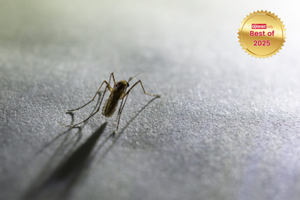 A microscopic upgrade with massive potential: scientists block malaria with a single gene edit