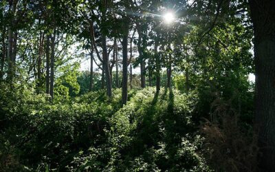 Mystical Mounds, Barrows & Leylines of Prehistoric & Celtic London